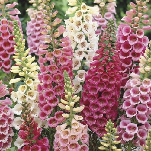 Naparstnica 'Excelsior' – Dwuletnia – Nasiona – Kiepenkerl