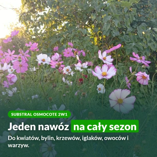 Substral Osmocote 2w1 Ogród: jeden nawóz na cały sezon