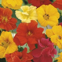 Nasturcja 'Tip Top' Mix – Nasiona – Kiepenkerl