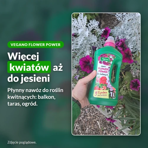 Vegano Flower Power: więcej kwiatów aż do jesieni na balkonie, tarasie i w ogrodzie