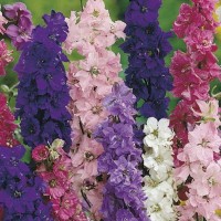Ostróżka Letnia Mix – Nasiona – Kiepenkerl