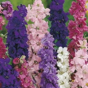 Ostróżka Letnia Mix – Nasiona – Kiepenkerl