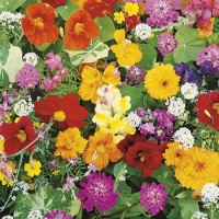 Pachnące Kwiaty Na Skalniak – Nasiona – Kiepenkerl