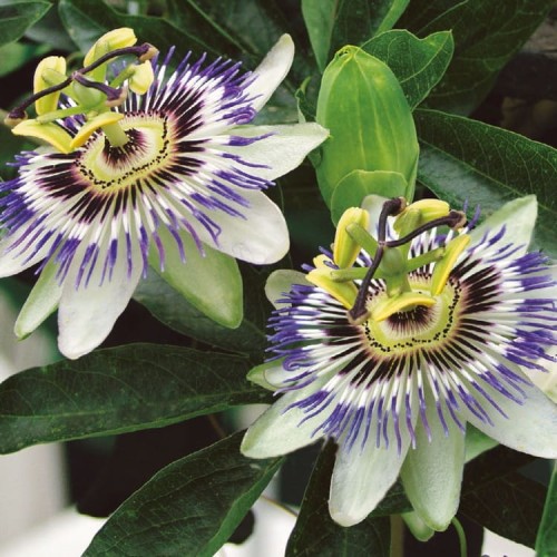 Passiflora / Męczennica – Nasiona – Kiepenkerl
