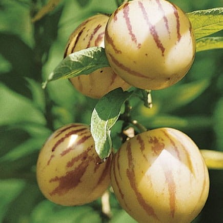 Psianka Melonowa 'Pepino'  – Nasiona – Kiepenkerl