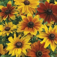 Jeżówka – Rudbekia Owłosiona – Mix – Żółta / Pomarańczowa – Nasiona – Kiepenkerl