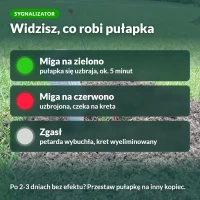 Sygnalizator Kretołapa: co oznaczają kolory