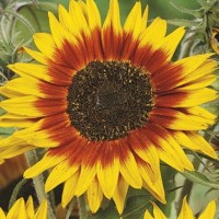 Słonecznik 'Ring of Fire' – Nasiona – Kiepenkerl