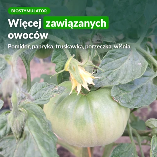 Tytanit Sumin: więcej zawiązanych owoców pomidora, papryki, truskawki, porzeczki i wiśni