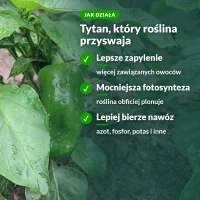 Jak działa Tytanit: lepsze zapylenie, mocniejsza fotosynteza, lepsze pobieranie nawozu