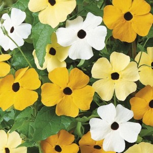 Tunbergia Oskrzydlona Mix – Nasiona – Kiepenkerl