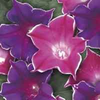 Wilec 'Picotee' Mix – Nasiona – Kiepenkerl