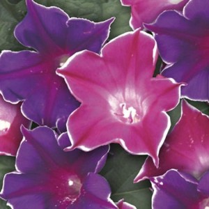 Wilec 'Picotee' Mix – Nasiona – Kiepenkerl