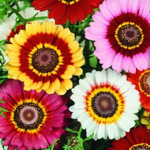 Złocień – Chryzantema Mieszanka – Nasiona – Kiepenkerl