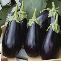 Bakłażan 'Falcon' F1 – Nasiona – Kiepenkerl
