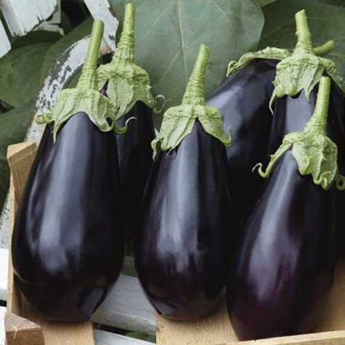 Bakłażan 'Falcon' F1 – Nasiona – Kiepenkerl