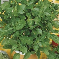 Bazylia Cytrynowa – Nasiona – Kiepenkerl