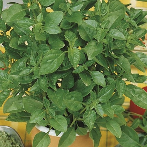 Bazylia Cytrynowa – Nasiona – Kiepenkerl