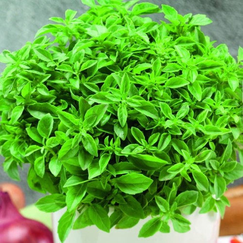 Bazylia Drobnolistna Aromatyczna – Nasiona – Kiepenkerl