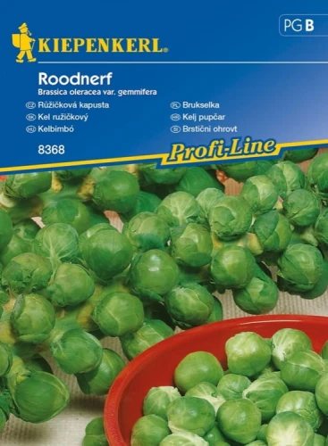 Brukselka 'Roodnerf' - przód