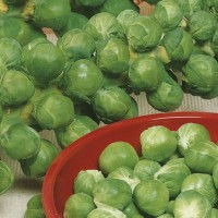 Brukselka 'Roodnerf'