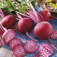 Burak Ćwikłowy 'Chioggia' – Odporny – Nasiona – Kiepenkerl