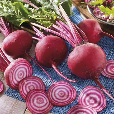 Burak Ćwikłowy 'Chioggia' – Odporny – Nasiona – Kiepenkerl