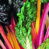 Burak Liściowy 'Bright Lights' – Boćwina – Nasiona – Kiepenkerl