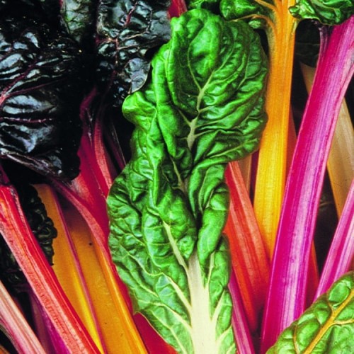 Burak Liściowy 'Bright Lights' – Boćwina – Nasiona – Kiepenkerl