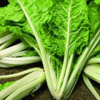 Burak Liściowy 'Lucullus' – Boćwina – Nasiona – Kiepenkerl