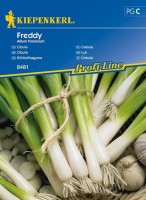 Cebula Siedmiolatka 'Freddy' – Nasiona – Kiepenkerl - przód