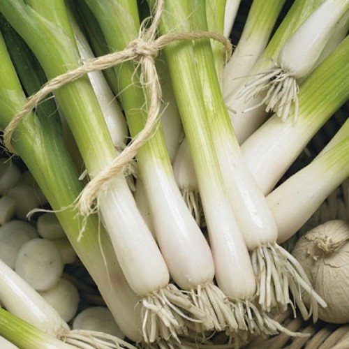 Cebula Siedmiolatka 'Freddy' – Nasiona – Kiepenkerl