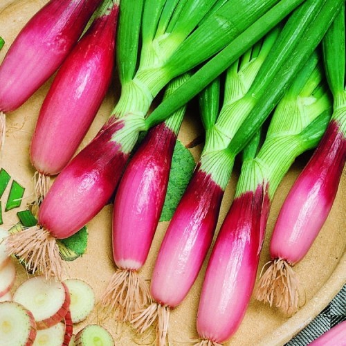 Cebula Siedmiolatka – Czosnek dęty – Nasiona – Kiepenkerl