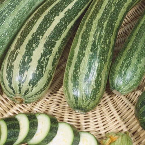 Cukinia 'Coucourzelle' – Nasiona – Kiepenkerl