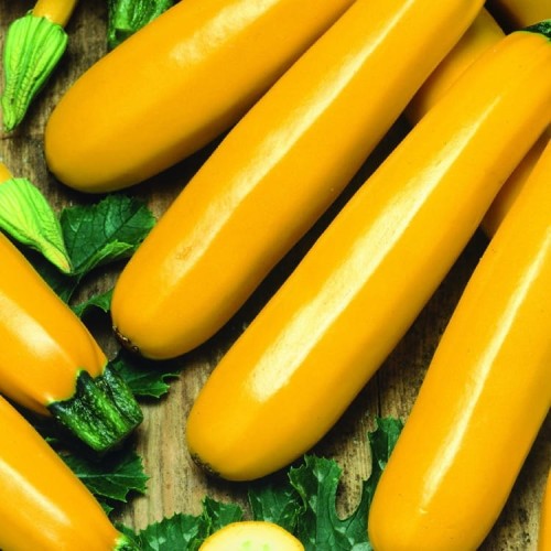 Cukinia 'Soleil' – Żółta – Nasiona – Kiepenkerl