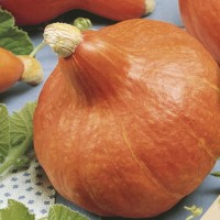 Dynia Hokkaido 'Uchiki Kuri' – Nasiona – Kiepenkerl