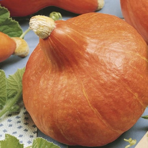 Dynia Hokkaido 'Uchiki Kuri' – Nasiona – Kiepenkerl