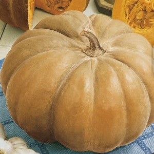 Dynia Olbrzymia 'Muscade de Provence' – Piżmowa – Nasiona – Kiepenkerl