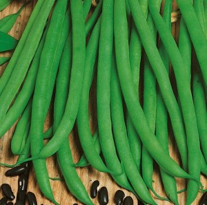 Fasola 'Negra' – Odporna Na Choroby – Nasiona – Kiepenkerl