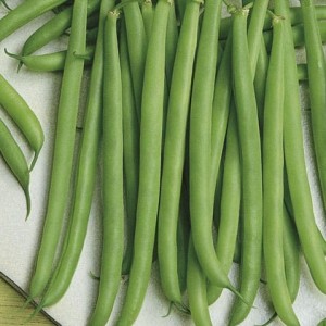 Fasola szparagowa ‘Faraday’ – bezwłóknista i plonująca równomiernie – nasiona Kiepenkerl