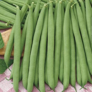 Fasola Szparagowa 'Saxa' – Wczesna – Nasiona – Kiepenkerl