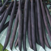 Fasola Tyczna 'Blauhilde' – Fioletowa – Nasiona – Kiepenkerl