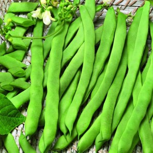 Fasola Tyczna 'Eva' – Szparagowa – Nasiona – Kiepenkerl
