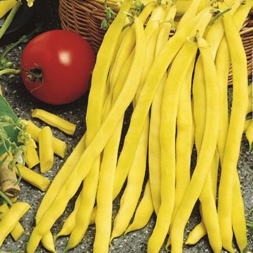 Fasola Tyczna 'Neckargold' – Żółta – Nasiona – Kiepenkerl