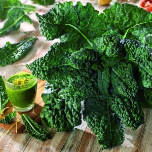 Jarmuż Toskański 'Black Magic' F1 – Nasiona – Kiepenkerl