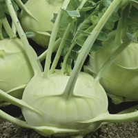 Kalarepa 'Delikateß weißer' – Delikatna – Nasiona – Kiepenkerl