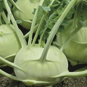 Kalarepa 'Delikateß weißer' – Delikatna – Nasiona – Kiepenkerl