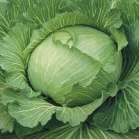 Kapusta Biała Głowiasta 'Brunswijker' – Nasiona – Kiepenkerl