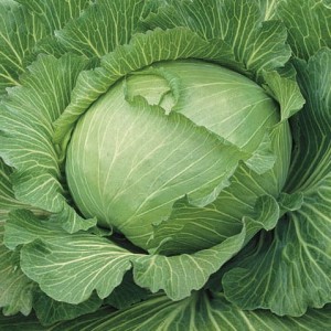 Kapusta Biała Głowiasta 'Brunswijker' – Nasiona – Kiepenkerl