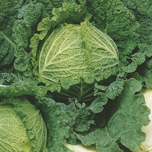 Kapusta Włoska 'Vertus 2' – Późna – Nasiona – Kiepenkerl